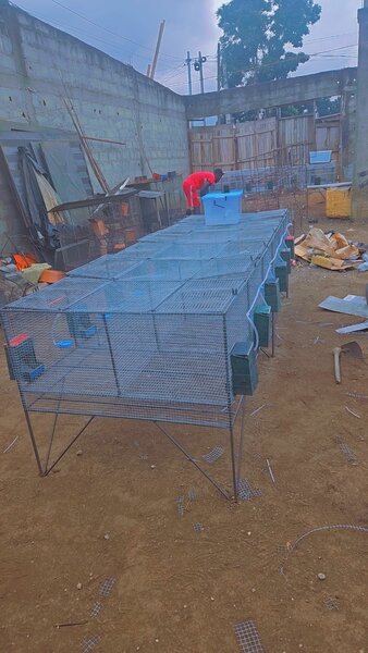 Cages en acier pour élevage