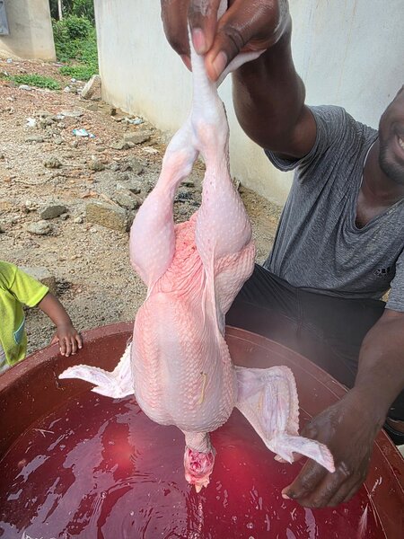 Fresh Whole Poultry