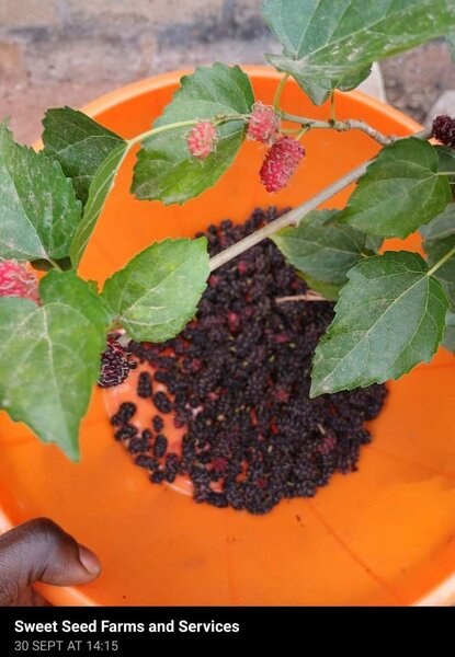 Mulberry Seedling