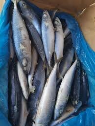 Frozen Fish