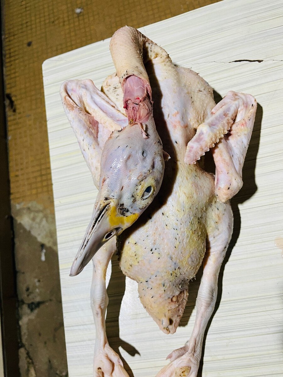 Canard