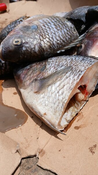 Carpe tilapia