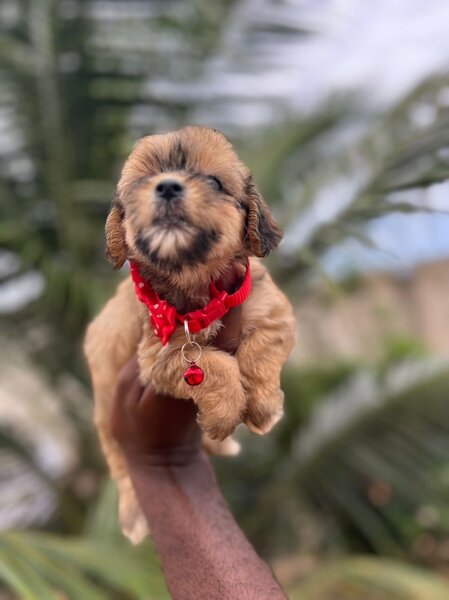 Toy Dog