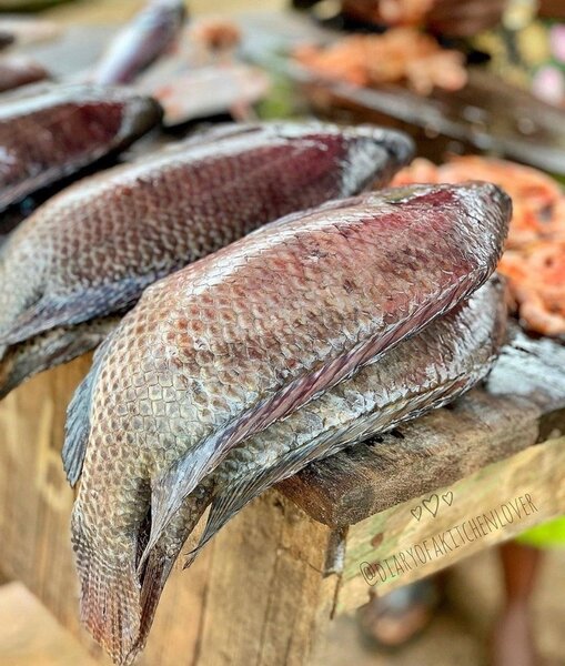 Carpe tilapia 800g