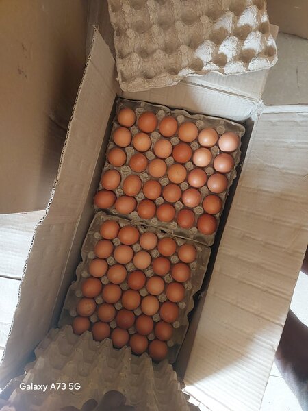 Eggs trays