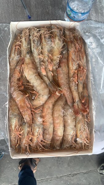 Gambas  Surgelées Premium