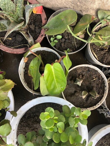 Plants