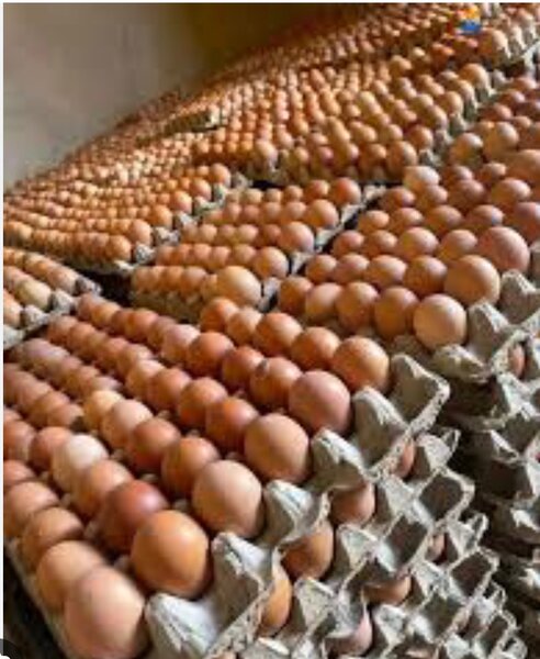 Plaquettes oeuf