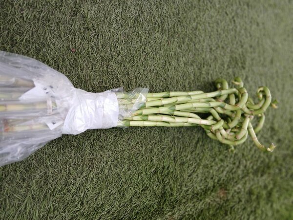 Lucky Bamboo