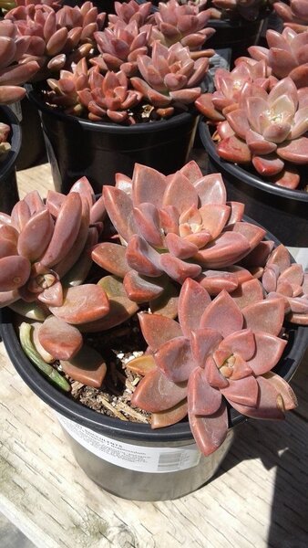 Plants