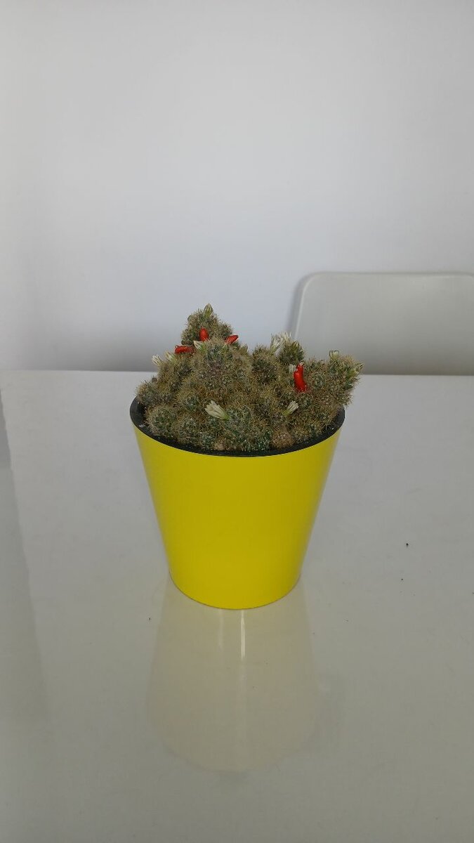 Кактус