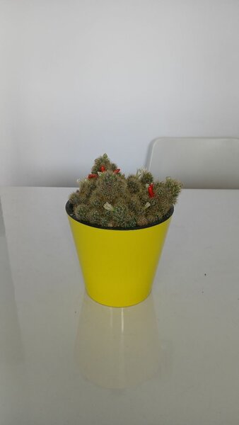 Кактус