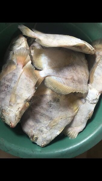 Poisson frais de haute qualité