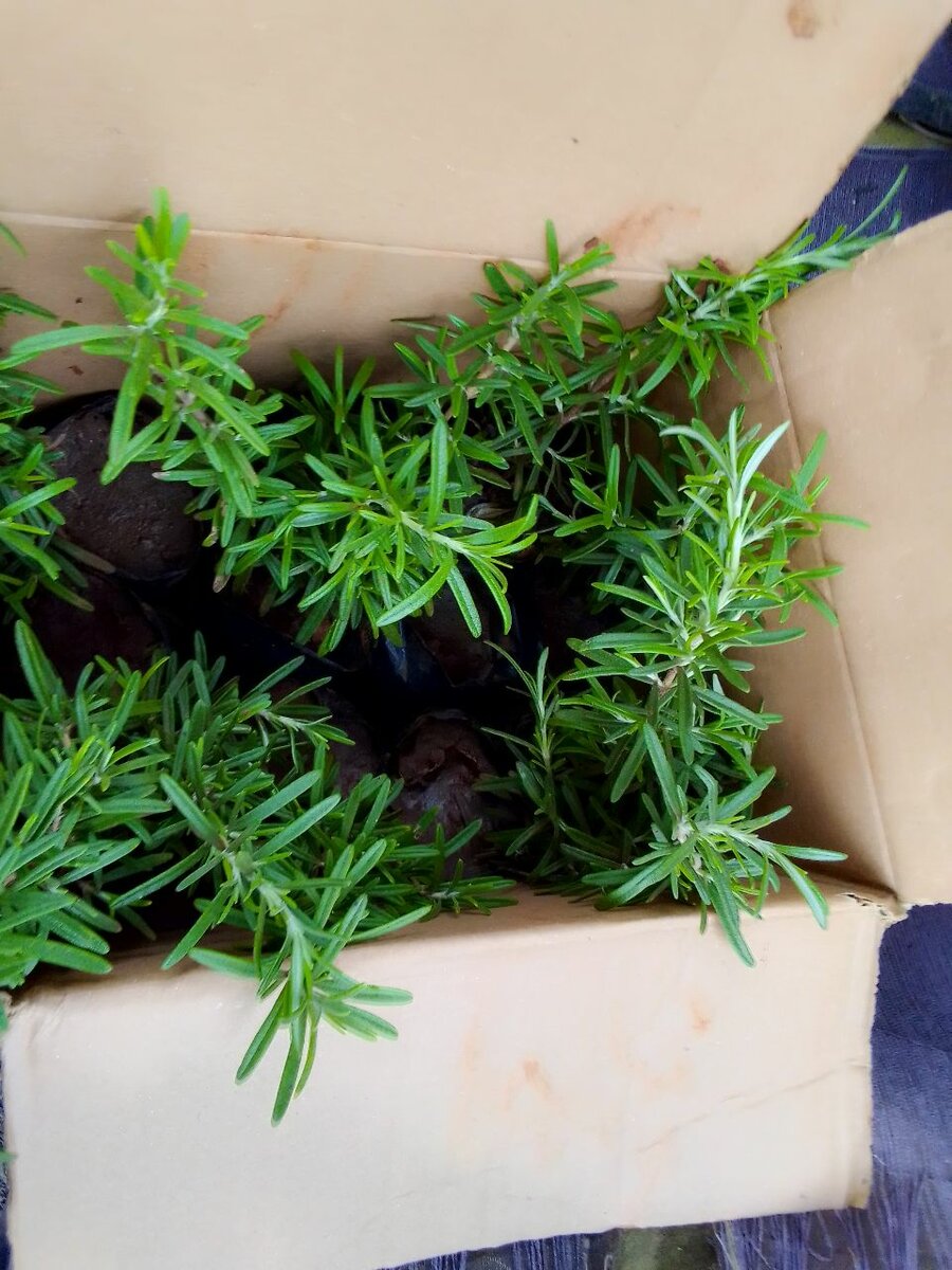 Rosemary