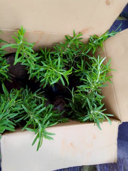 Rosemary