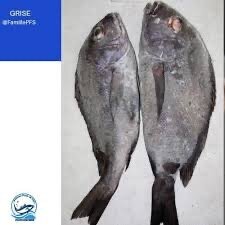 Carpe grise lot de 4