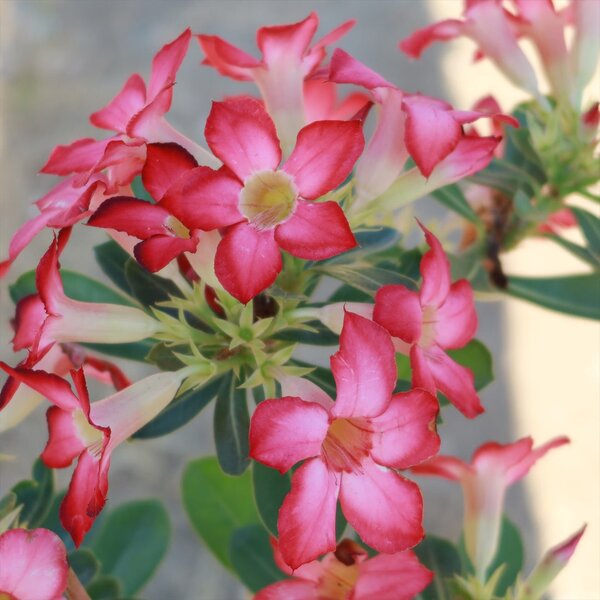 Red Desert Rose