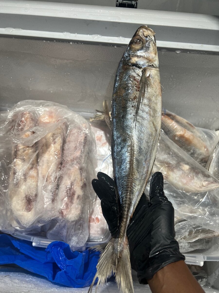 Poisson