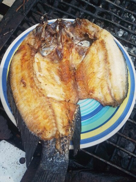 Fish