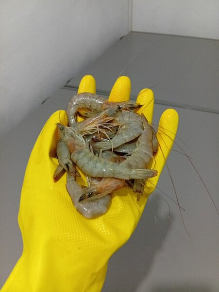 Crevettes