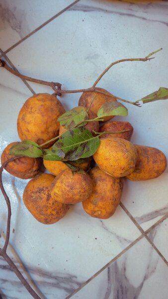 Fruits de Côcôta