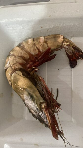 Tiger Prawns