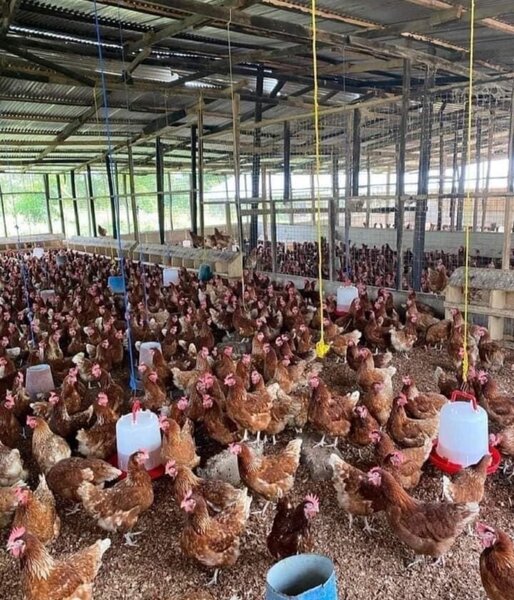 Fresh Eggs