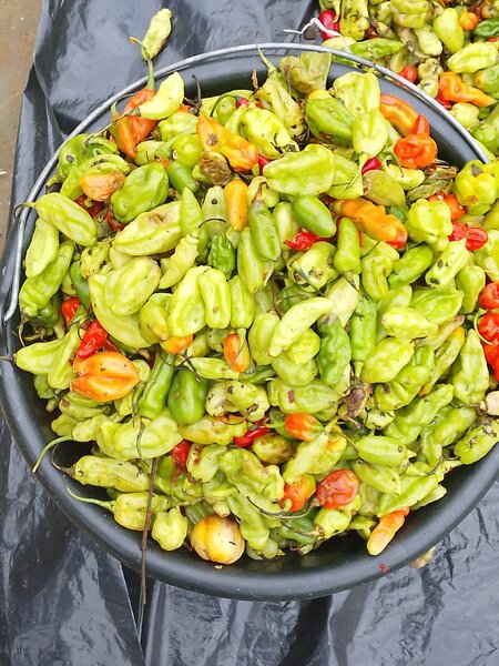 Piments frais bio