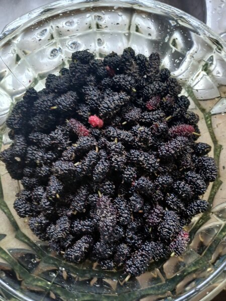 Mulberry Seedling