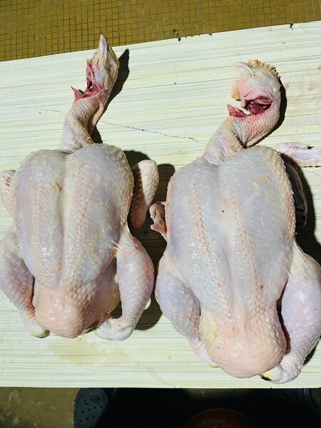 Poulet de chair