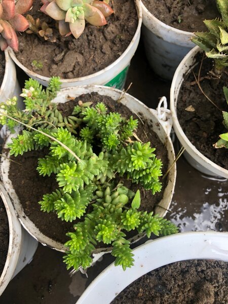 Plants