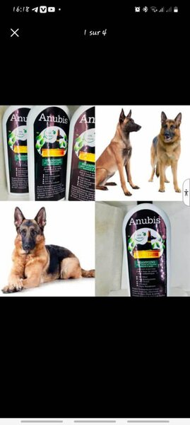 Shampoing pour chiens Anubis