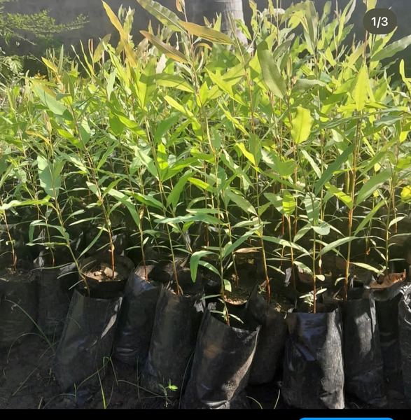 Rainbow Eucalyptus