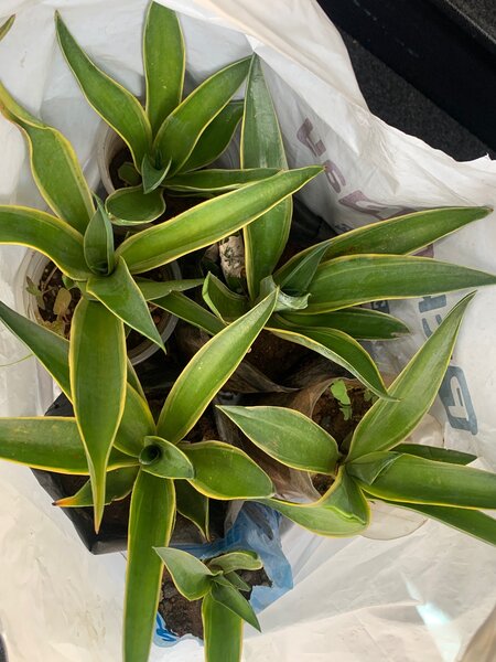 Agave