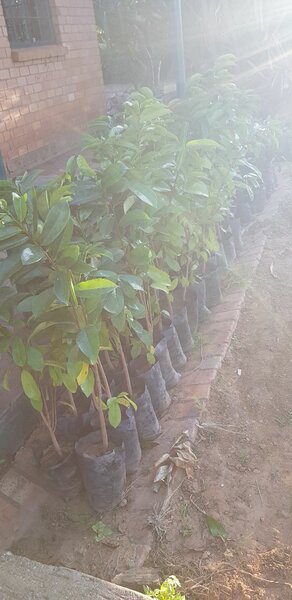 soursop trees