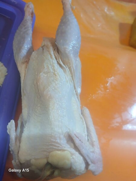Poulet pondeuse