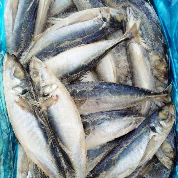 Horse mackerel (kpanla)