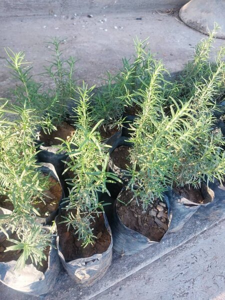 Fresh Herbs
