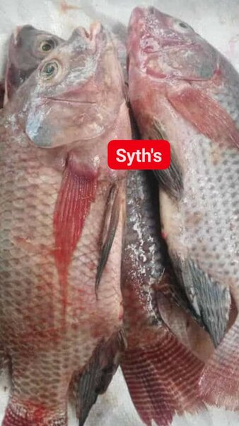 Fresh Red Fish
