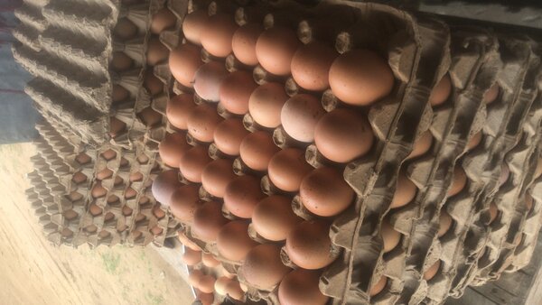 Plaquettes oeuf