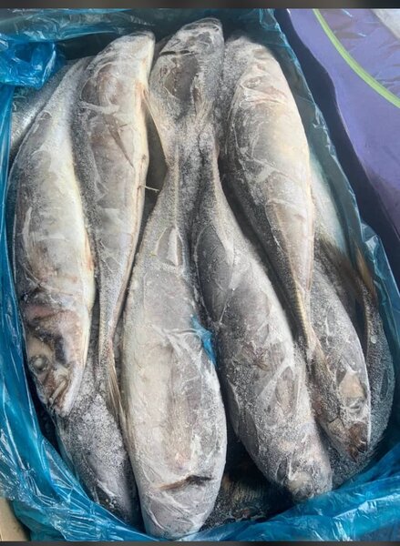 Poisson appolo