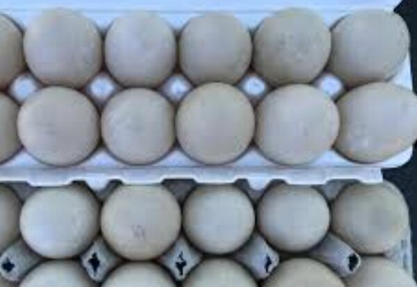 Duck Eggs