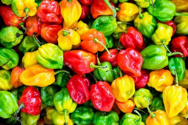 Piments frais ordinaires 1k