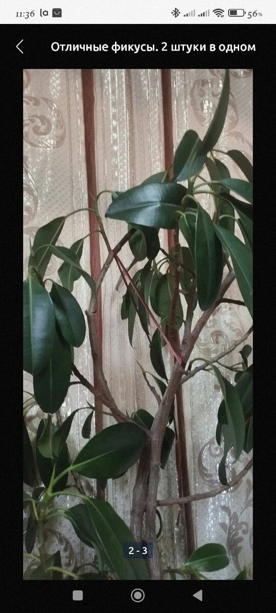 Фикус