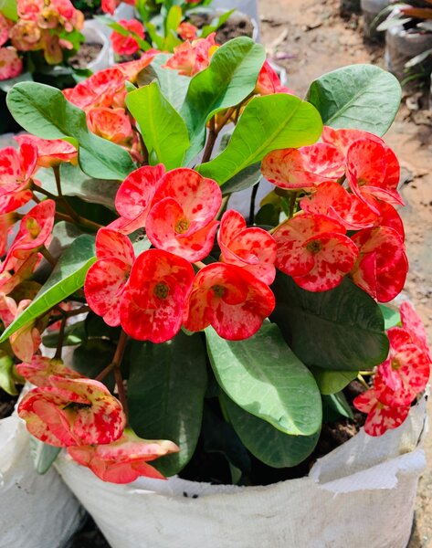 Ephobia plant