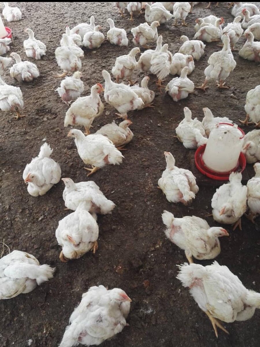 poulet de chair
