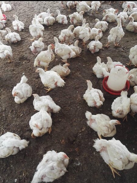 poulet de chair