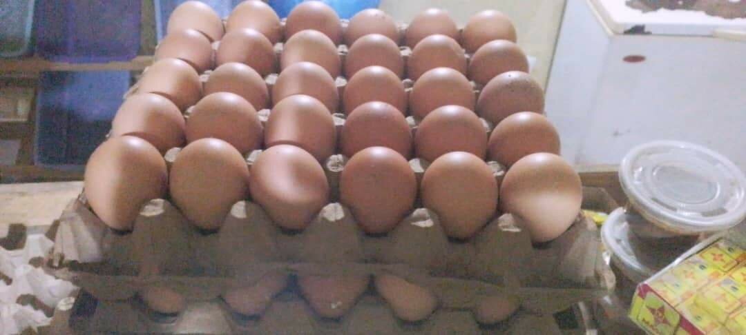 Oeufs
