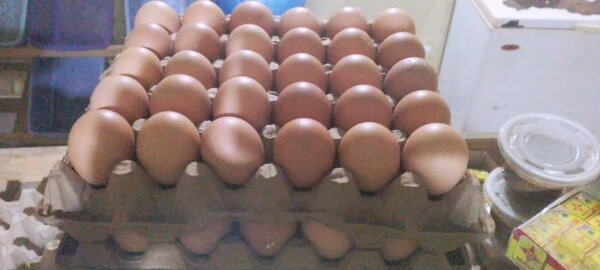 Oeufs