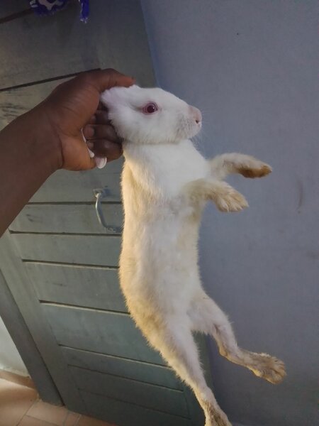 Lapin